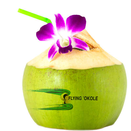 FLYING 'OKOLE drink coconut water branded coconut image on the Branding, Websites & Marketing Our Work page.